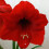 Amaryllis RED LION. Big 36-38cm Bulbs. 1