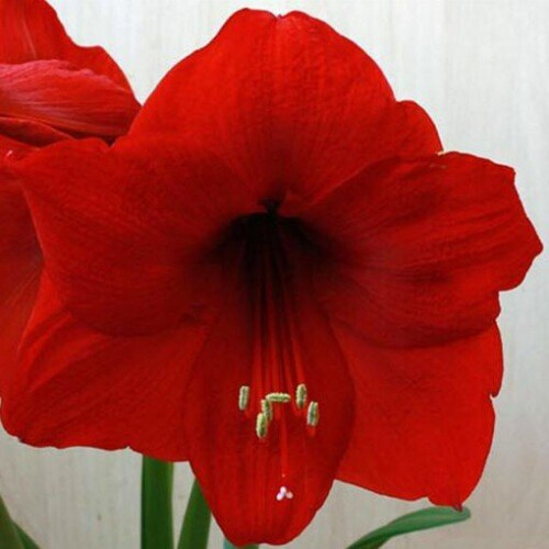 Amaryllis RED LION. Big 36-38cm Bulbs.
