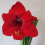Amaryllis RED LION. Big 36-38cm Bulbs. 2