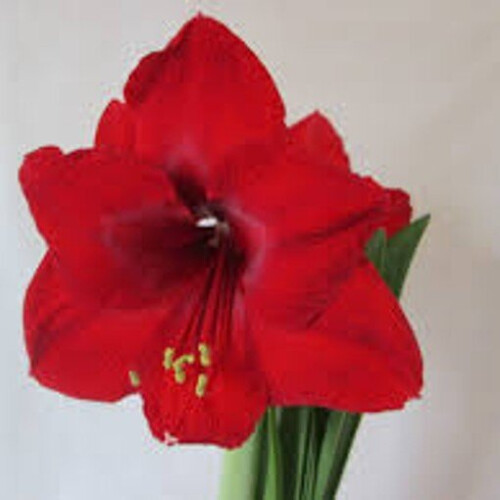 Amaryllis RED LION. Big 36-38cm Bulbs. 1