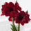 Amaryllis BENFICA. Big 36-38cm Bulbs, 2