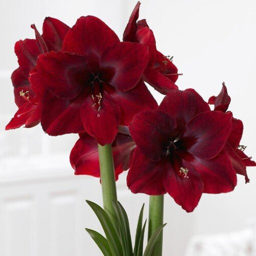 Amaryllis BENFICA. Big 36-38cm Bulbs, 1