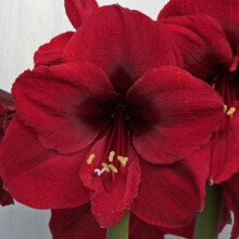 Amaryllis BENFICA. Big 36-38cm Bulbs,