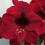 Amaryllis BENFICA. Big 36-38cm Bulbs, 1