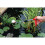Darlac Snapper Long Reach Pruner DP110-1000 3