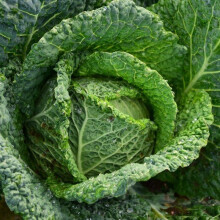 Savoy Cabbage. Vertus. Very hardy.