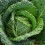 Savoy Cabbage. Vertus. Very hardy. 1