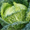 Savoy Cabbage. Vertus. Very hardy. 2