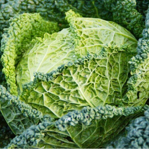 Savoy Cabbage. Vertus. Very hardy. 1