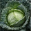 Savoy Cabbage. Vertus. Very hardy. 3