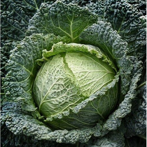 Savoy Cabbage. Vertus. Very hardy. 2