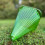 Selections Plastic Plant Protection Cloche Covers (Pack of 12) 4