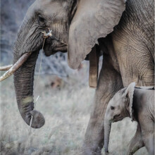 Elephant Mother & Baby Blank Any Occasion Greeting Card Second Nature Gallery Cards