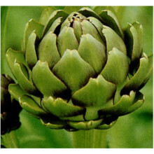 6 CYNARA 'GREEN GLOBE' MEDIUM PLUG PLANTS - HARDY PERENNIAL