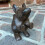 Selections Cast Iron Mouse Decorative Doorstop 3