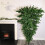 Samuel Alexander 6ft (1.8m) Upside-Down Green Christmas Tree with 903 Tips 1