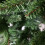 Samuel Alexander 6ft (1.8m) Upside-Down Green Christmas Tree with 903 Tips 2