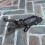 Selections Cast Iron Dog Shape Garden & Patio Boot Jack 4