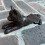 Selections Cast Iron Cat Decorative Door Wedge Doorstop 8