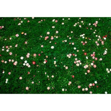 1 kg Daisy & Clover Heritage Lawn Grass Seed Cottage Garden Hard Wearing 1kg