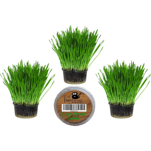 Cat Grass Kits x3 and Extra Strong Catnip x1