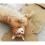 Cat Grass Kits x3 and Extra Strong Catnip x1 3