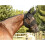 Kerbl Fly Mask for Horses 2