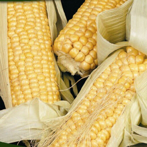 SWEETCORN Golden Bantam. Heritage variety