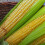 SWEETCORN Golden Bantam. Heritage variety 2