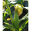 SWEETCORN Golden Bantam. Heritage variety 3