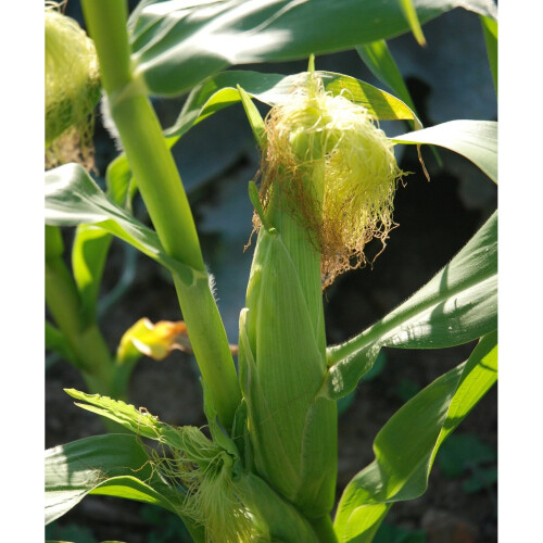 SWEETCORN Golden Bantam. Heritage variety 2