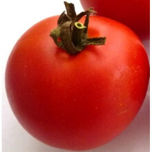 TOMATO Moneymaker. Very reliable.