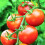 TOMATO Moneymaker. Very reliable. 2