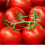 TOMATO Moneymaker. Very reliable. 3