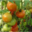 TOMATO Moneymaker. Very reliable. 4