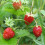 Alpine Strawberry. Exquisite flavour and aroma. 1