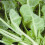 SPINACH BEET Perpetual. 4