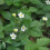 Alpine Strawberry. Exquisite flavour and aroma. 2