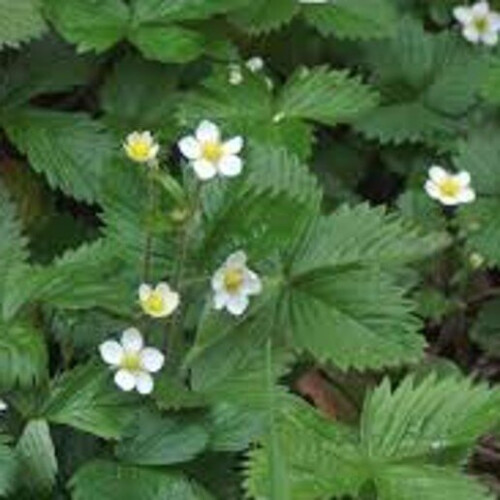 Alpine Strawberry. Exquisite flavour and aroma. 1