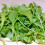 Wild ROCKET. Very useful salad plant 3