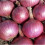 Onion RED BRUNSWICK. Tried and Tested. 2