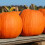 Pumpkin CONNECTICUT FIELD. From USA. 1