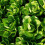 LETTUCE All Year Round. Butterhead variety. 4