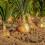 ONION Ailsa Craig. Very Popular. 4