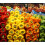 SWEET PEPPER. Mixed Colours. 4