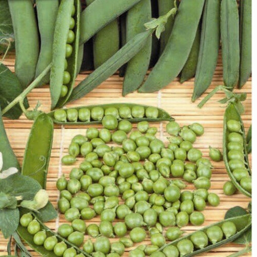 PEA Meteor. A superb first early variety.