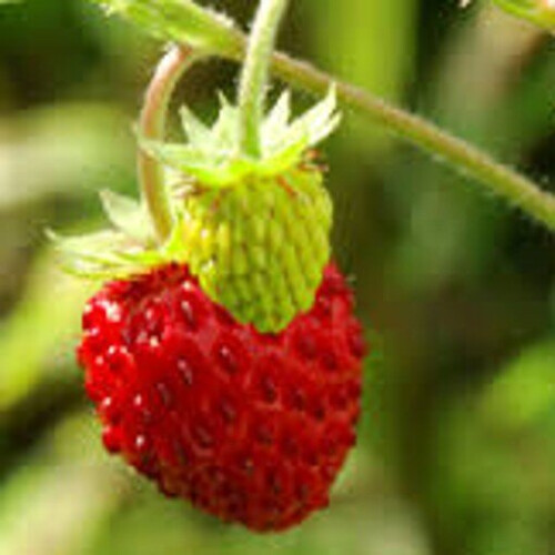 Alpine Strawberry. Exquisite flavour and aroma. 2