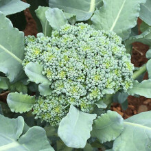 BROCCOLI Autumn Calabrese.