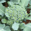 BROCCOLI Autumn Calabrese. 1