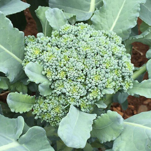 BROCCOLI Autumn Calabrese.